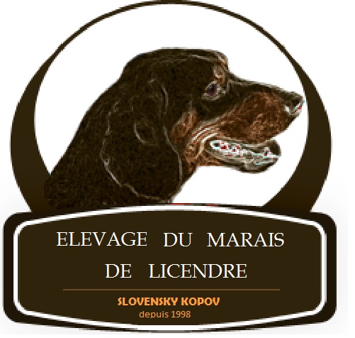 Elevage Du Marais De Licendre eleveur de chiens Chien courant