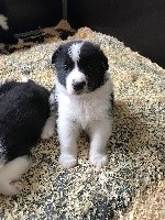 CHIOT