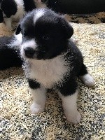 CHIOT