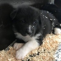 CHIOT
