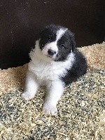 CHIOT
