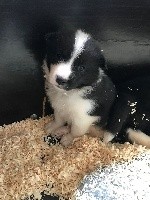 CHIOT
